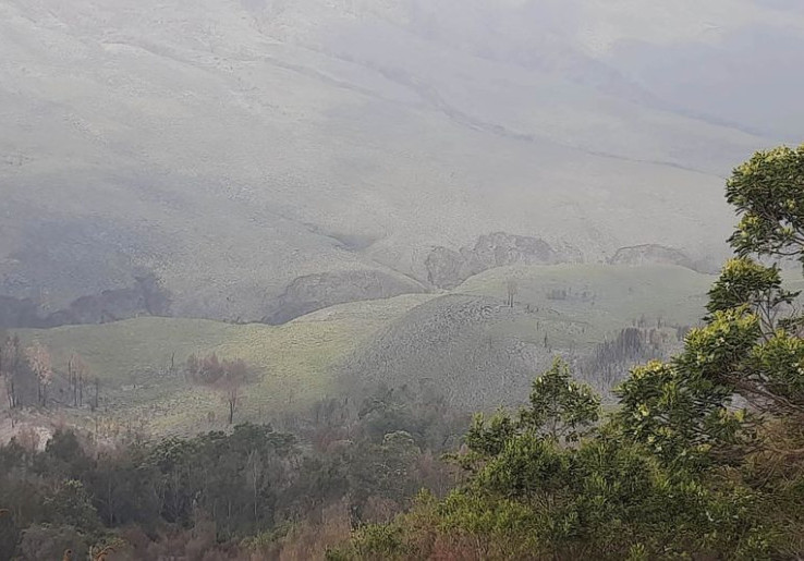 Padang Rumput di Kawasan Gunung Bromo Mulai Menghijau