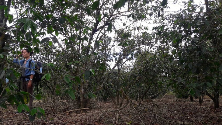 Kebun kopi Samosir. (Foto: instagram.com/tanjungfachriz)