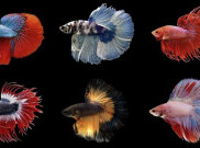 Aquafest 2020 Jadi Ajang Temu Kangen Virtual Penggemar Ikan Hias Se-Indonesia