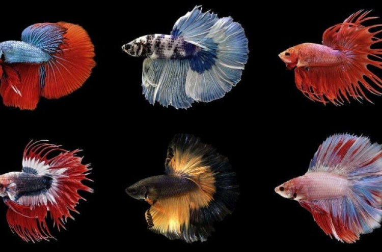 Aquafest 2020 Jadi Ajang Temu Kangen Virtual Penggemar Ikan Hias Se-Indonesia