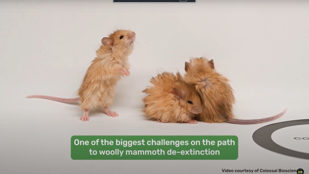 Startup Bioteknologi AS Sukses Ternakkan Tikus Imut-Imut Berambut Emas Serupa Woolly Mammoth, Gajah Purba yang Telah Punah