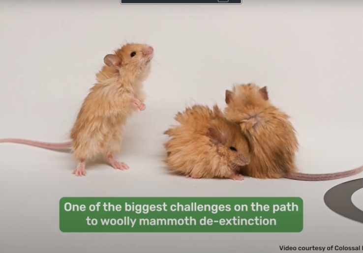 Startup Bioteknologi AS Sukses Ternakkan Tikus Imut-Imut Berambut Emas Serupa Woolly Mammoth, Gajah Purba yang Telah Punah