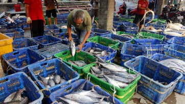 Hasil Tangkapan Ikan Nelayan Muara Angke di Pesisir Jakarta