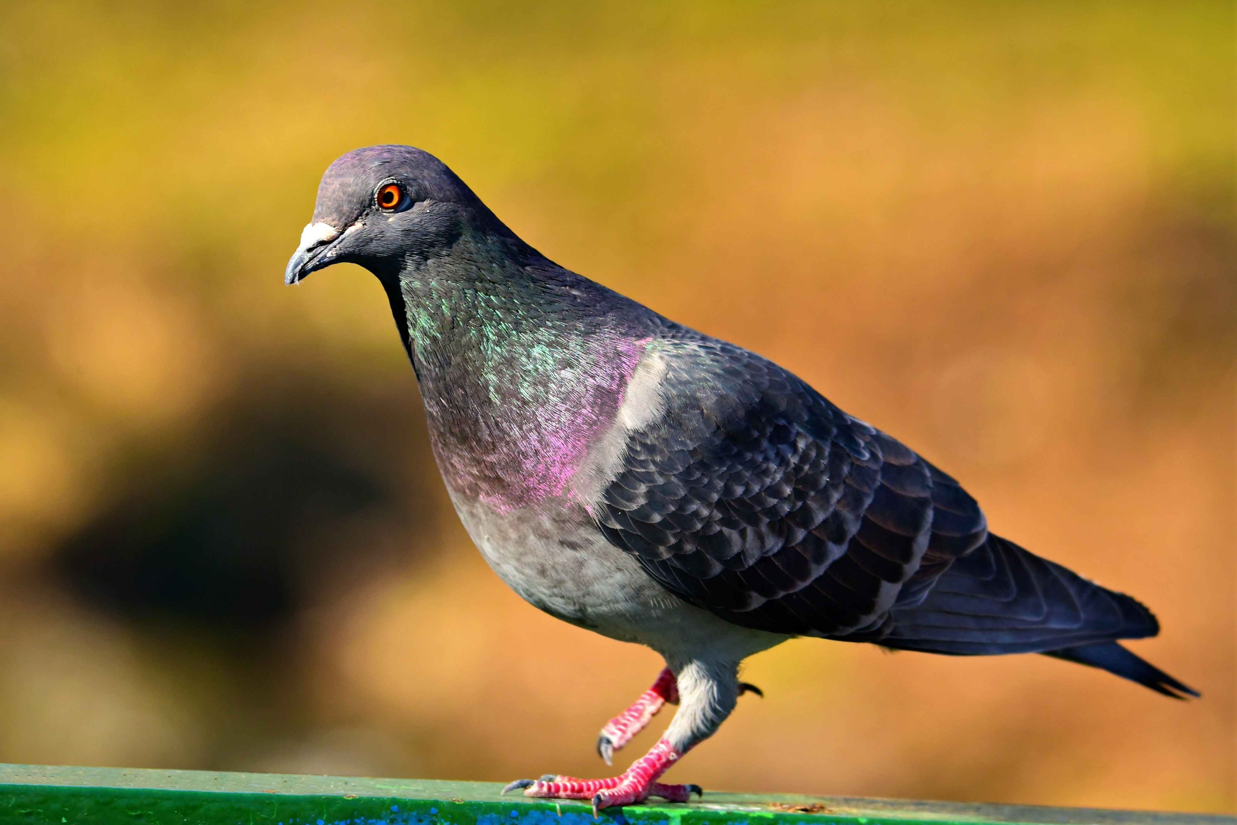 balap burung