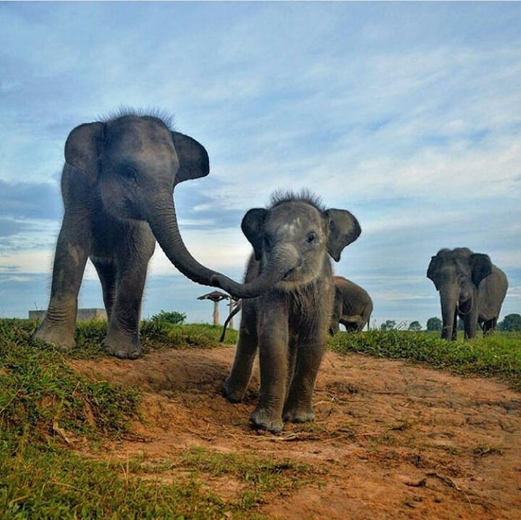 Gajah di Taman Nasional Way Kambas. (Foto: Instagram @ele_partner)