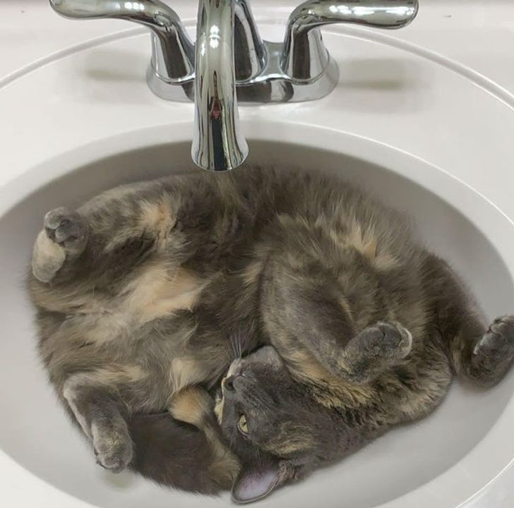 Tampaknya majikan kucing ini harus menggunakan hand sanitizer saja ketimbang cuci tangan. (Foto Reddit thepizzaman42)
