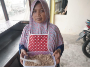 Resmi! Nasi Megono Kecombrang dan Lopis Krapyak Pekalongan Jadi Warisan Budaya Takbenda Nasional