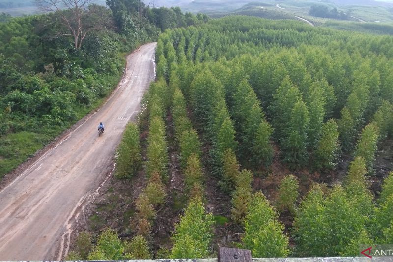 Kawasan IKN. (Foto: Antara)