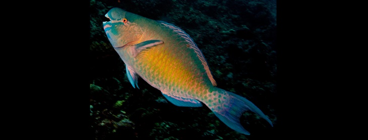Penjaga Terumbu Karang, Ikan Kakatua bukan untuk Disantap