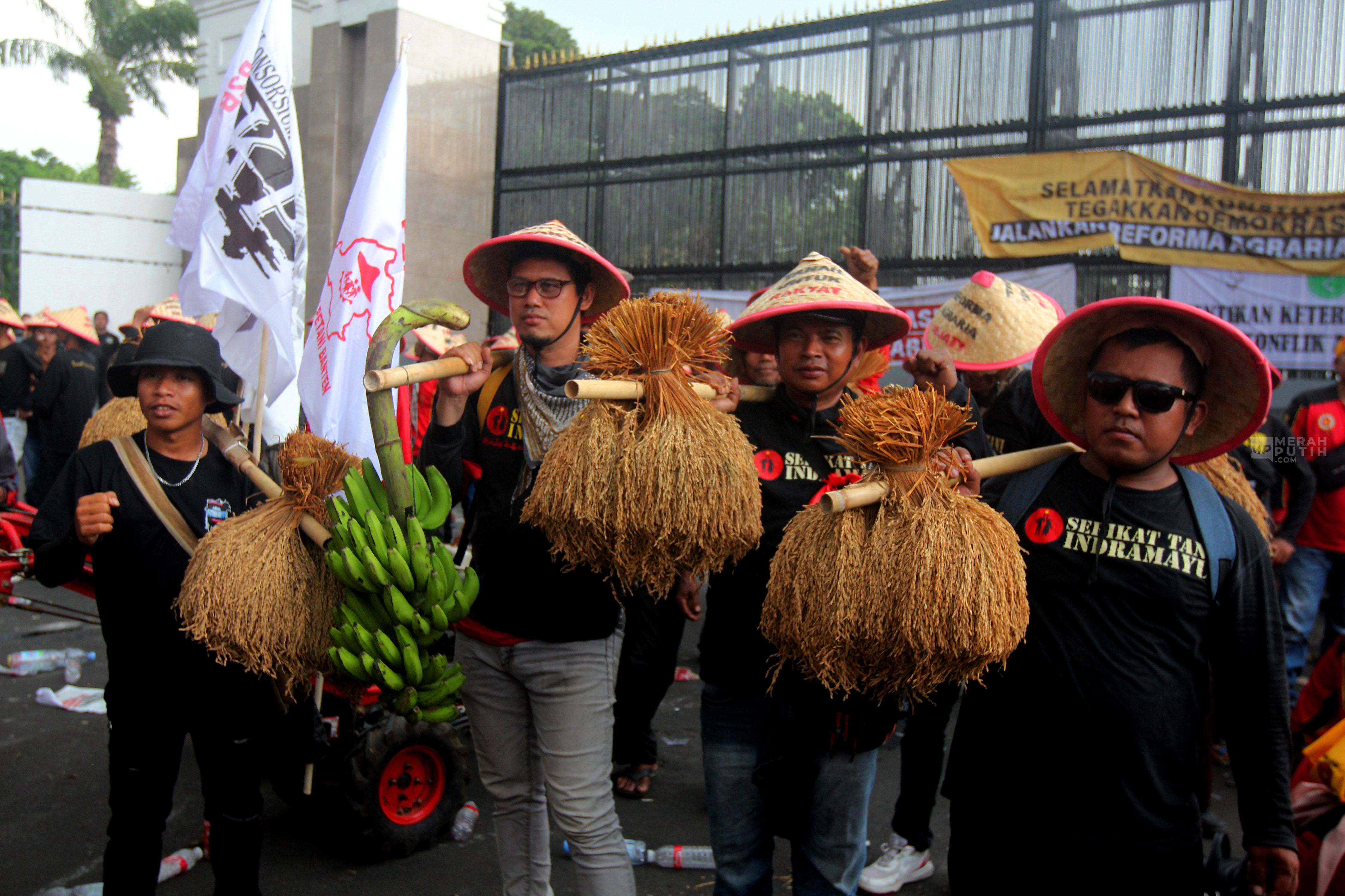 Hari Tani Nasional 24 September: Ketahui Sejarah, Makna, hingga Ironinya