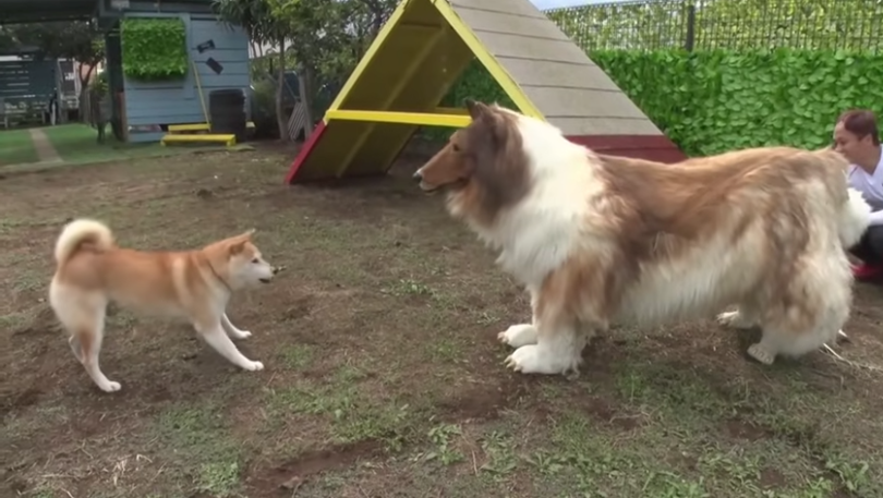 Kisah Toco Pria Jepang yang Bertransformasi Menjadi Anjing Collie, Kini Punya Obsesi Lain