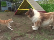 Kisah Toco Pria Jepang yang Bertransformasi Menjadi Anjing Collie, Kini Punya Obsesi Lain