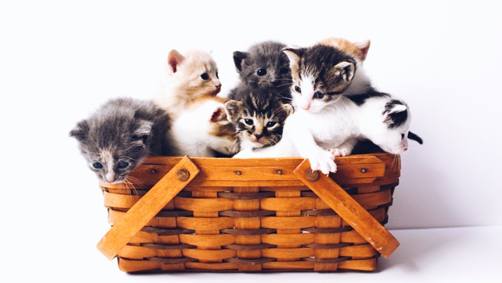 Kucing Termalas dan Suka Nyantai