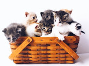 Kucing Termalas dan Suka Nyantai