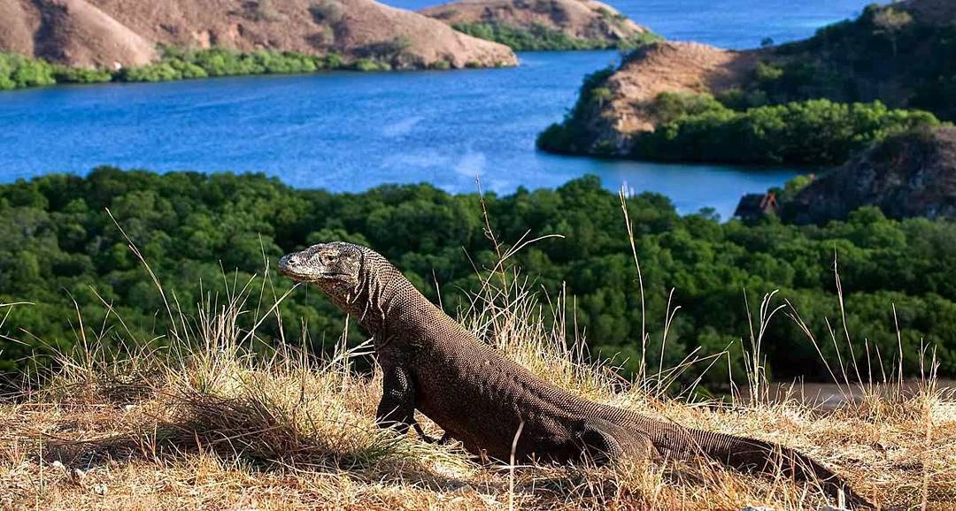 Komodo terancam kepunahan (Sumber: Instagram/ezytravel)