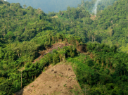 Pelestarian Hutan di Kaltara Butuh Dukungan Dunia