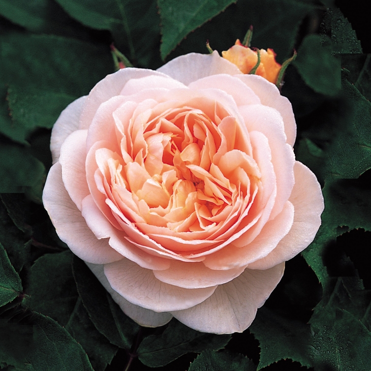 Bunga Ini Dikembangan Selama 15 Tahun (foto: David Austine Roses)