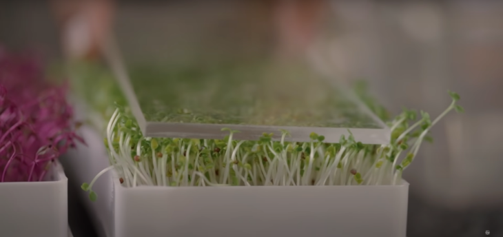 Cara Anti Ribet Menanam Microgreen di Rumah