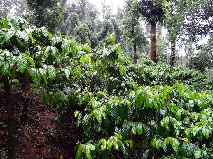 Kedai-kedai mengangkat pamor kopi Lampung di daerah sendiri. (Foto: Pixabay/sarangib)