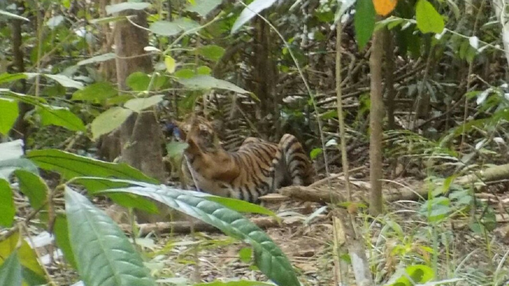 BKSDA Aceh Sebut Jumlah Harimau Sumatera Tinggal 250 Ekor