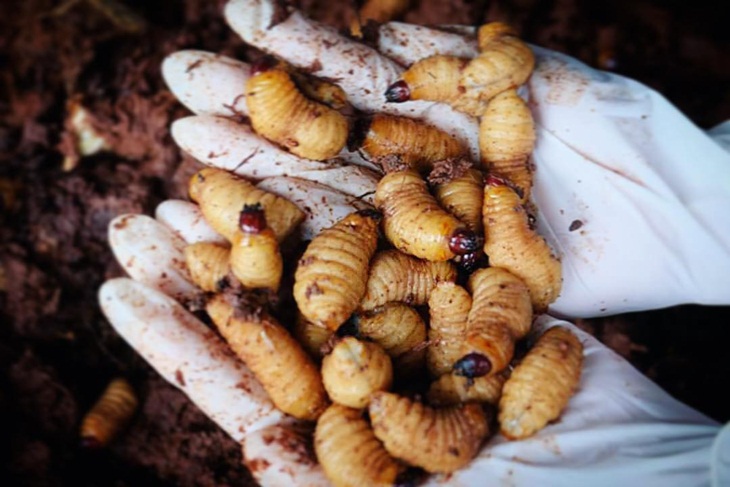 Ulat sagu. (Foto: instagram.com/p/BmIbnLFno0R)