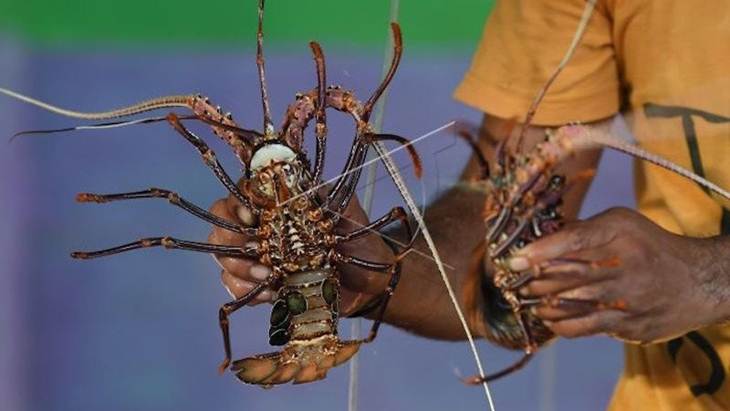 Diserang karena Berencana Ekspor Benih Lobster, Edhy Prabowo Ngaku Ingin Perjuangkan Nelayan dan Lingkungan