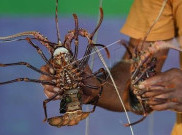 Berseberangan dengan Susi, Aturan Ekspor Benih Lobster Tinggal Tunggu Jokowi