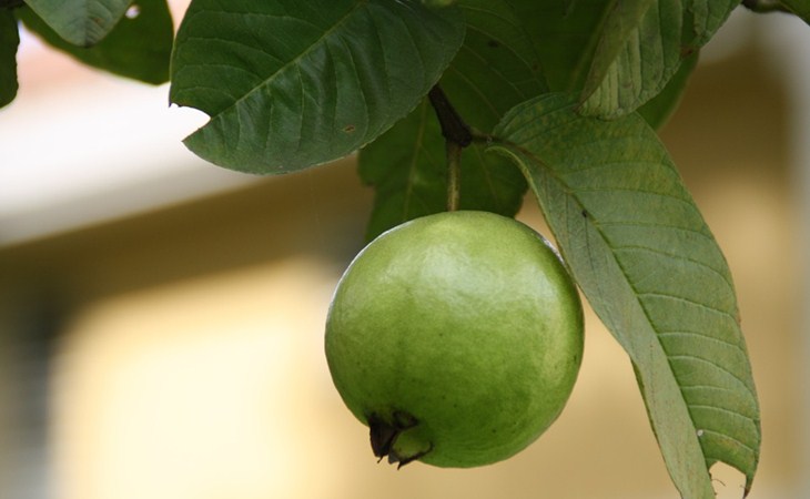 Atasi Rambut Rontok dengan Masker Daun Jambu Biji