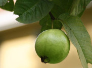 Atasi Rambut Rontok dengan Masker Daun Jambu Biji