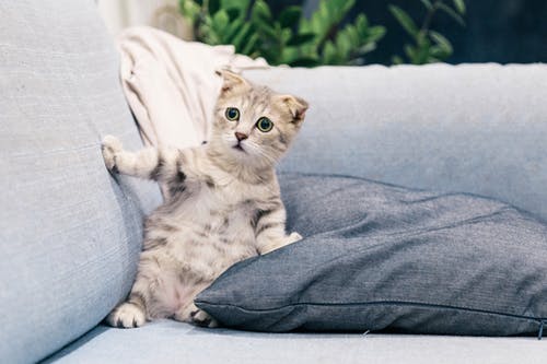 10 Alasan Mengapa Kucing Adalah Hewan Peliharaan Terbaik