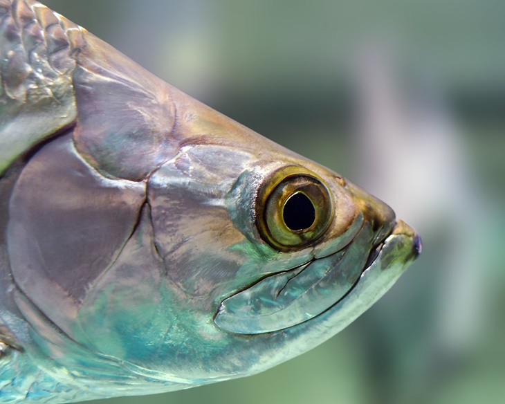 ikan