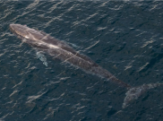 BRIN Temukan 93 Habitat Paus dan Lumba-Lumba di Barat Sumatra Berada di Luar Area Konservasi