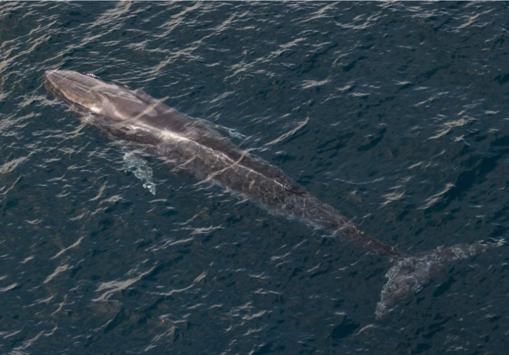 BRIN Temukan 93 Habitat Paus dan Lumba-Lumba di Barat Sumatra Berada di Luar Area Konservasi