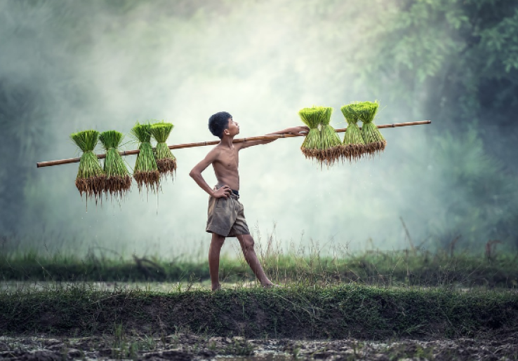 Mecaq Undat, Ungkapan Rasa Syukur Suku Dayak Saat Panen
