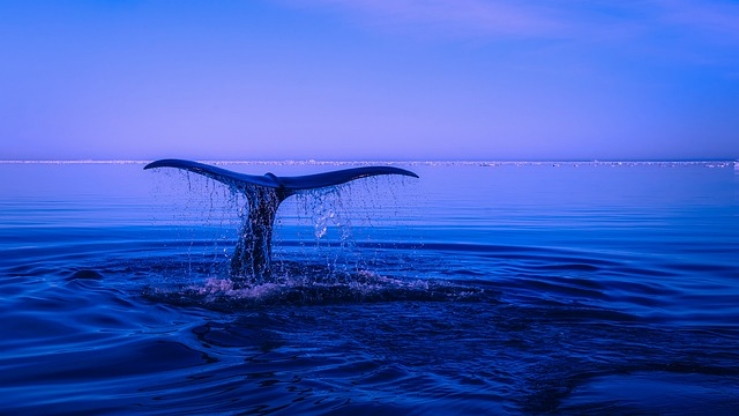 Paradoks Krill, Ketika Mutualisme Unik Paus dan Krill Menjaga Keseimbangan Ekosistem Laut