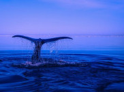 Paradoks Krill, Ketika Mutualisme Unik Paus dan Krill Menjaga Keseimbangan Ekosistem Laut