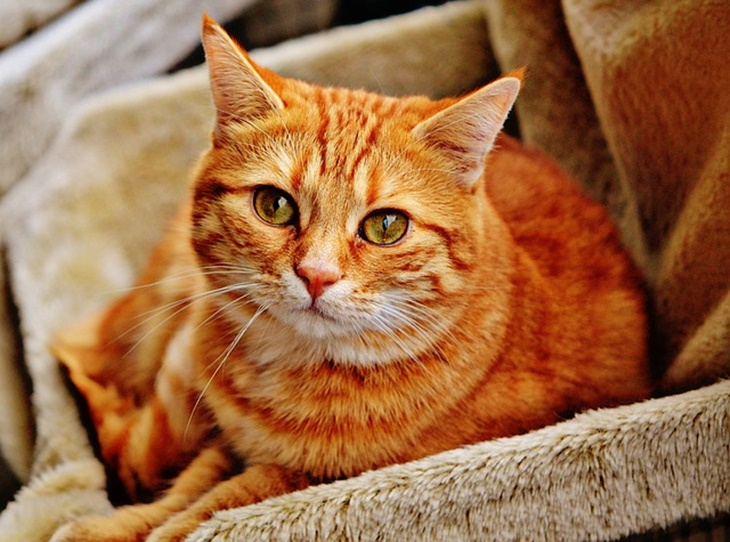 kucing