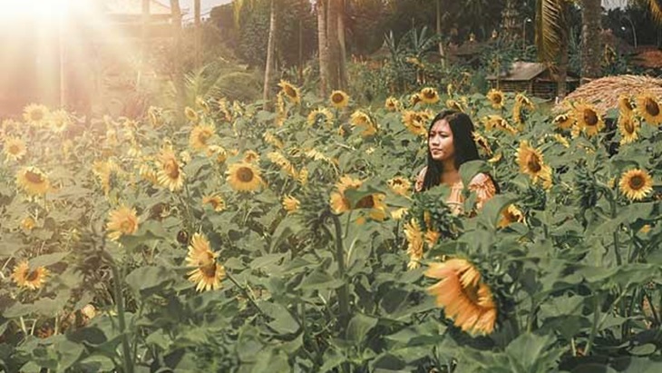 Sunflowers Garden di Tabanan, Bali. (Foto/alia1driver.com)