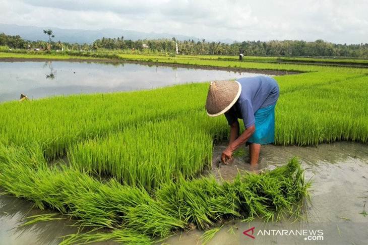 Petani Kecamatan Sentolo, Kabupaten Kulon Progo, mencabut benih padi untuk ditanam. (Foto ANTARA/Sutarmi)