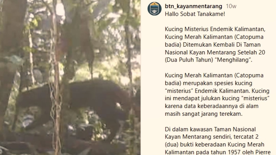 Kucing Merah Kalimantan Muncul Setelah 20 Tahun, Ini Keunikan dan Ancaman terhadap Keberadaannya