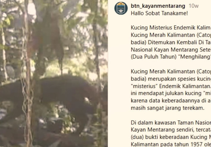 Kucing Merah Kalimantan Muncul Setelah 20 Tahun, Ini Keunikan dan Ancaman terhadap Keberadaannya