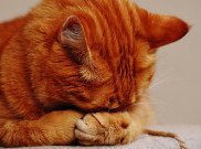 Apa Yang Dikatakan Kucing Tentang Karakter Pemiliknya?