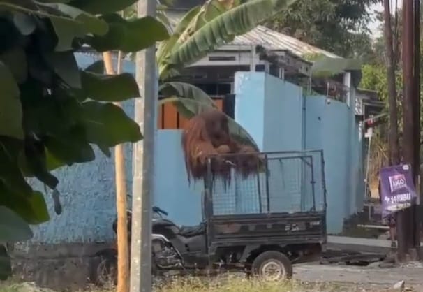 Orang Utan Koleksi Solo Safari Lepas, Langsung Dicek Kesehatan Begitu Tertangkap