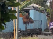 Orang Utan Koleksi Solo Safari Lepas, Langsung Dicek Kesehatan Begitu Tertangkap