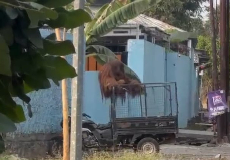 Orang Utan Koleksi Solo Safari Lepas, Langsung Dicek Kesehatan Begitu Tertangkap