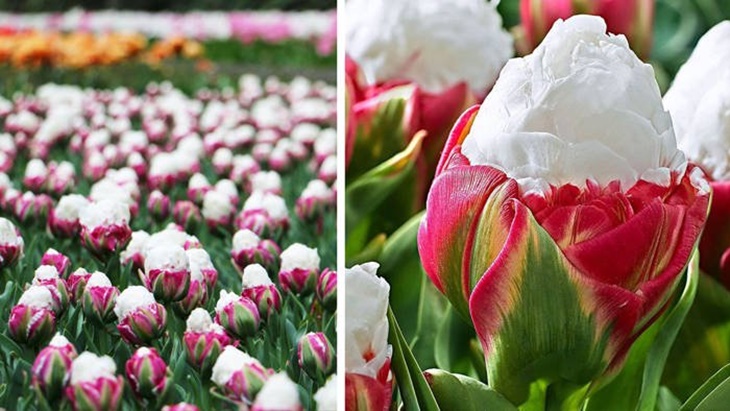 Mengenal Bunga Tulip Es Krim yang Indah dan Menawan