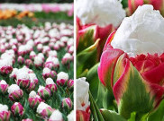 Mengenal Bunga Tulip Es Krim yang Indah dan Menawan