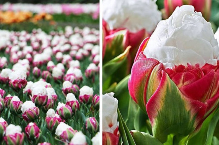 Mengenal Bunga Tulip Es Krim yang Indah dan Menawan