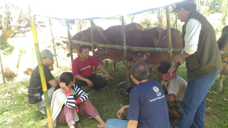 Pakde Karwo Usul Pemerintah Beli Sapi Pengungsi Gunung Agung 
