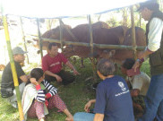 Pakde Karwo Usul Pemerintah Beli Sapi Pengungsi Gunung Agung 